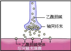 慢性肝炎胆碱酯酶偏低吃什么药,慢性乙肝胆碱酯酶