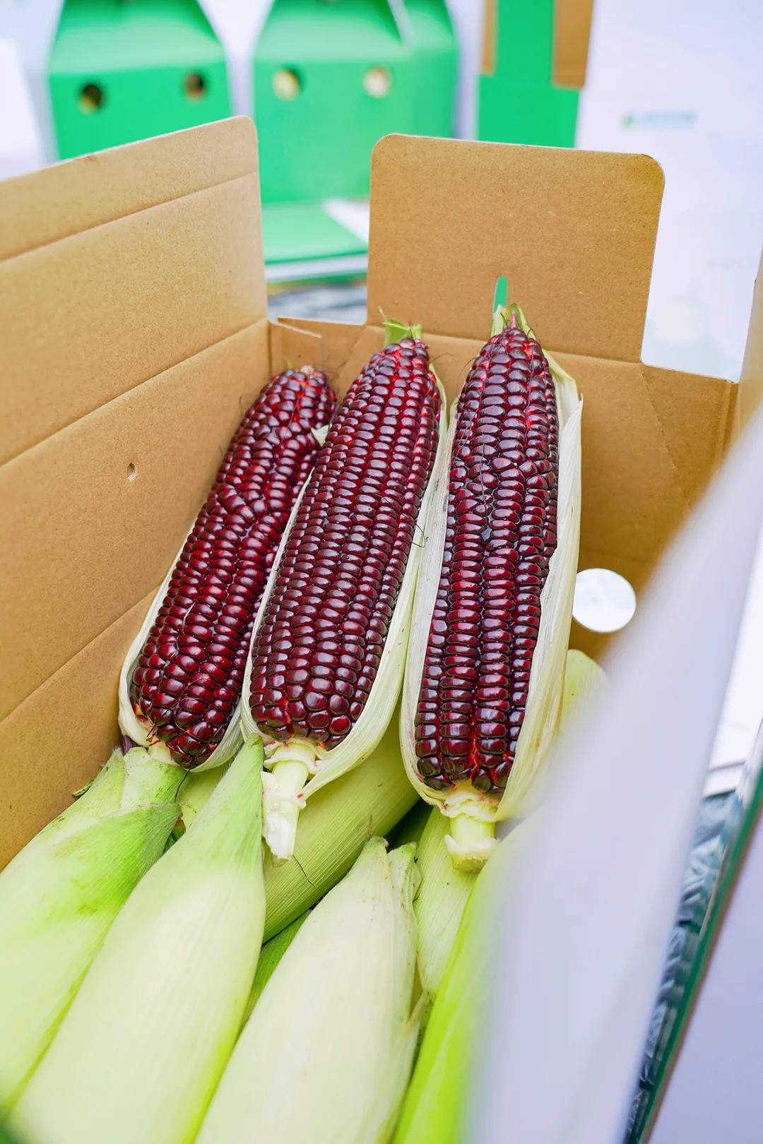 甜玉米新货上市,超级甜糯玉米新品种