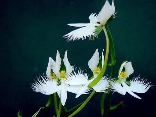 日本白鹭花,白鹭奇花