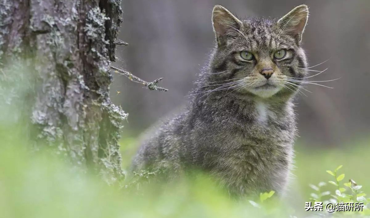 猫咪乱尿科学解释,猫咪乱尿是泌尿系统出问题了吗