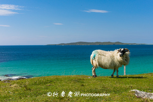 哈里斯粗花呢面料属于什么档次,哈里斯粗花呢面料