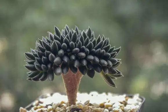多肉植物科普讲解,林草科普活动方案