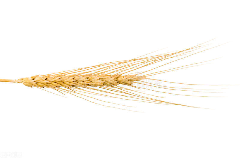 大麦种植技术与管理,大麦种植技术和播种方法