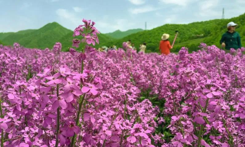 太白山避暑旅游攻略,避暑天堂太白县天气预报