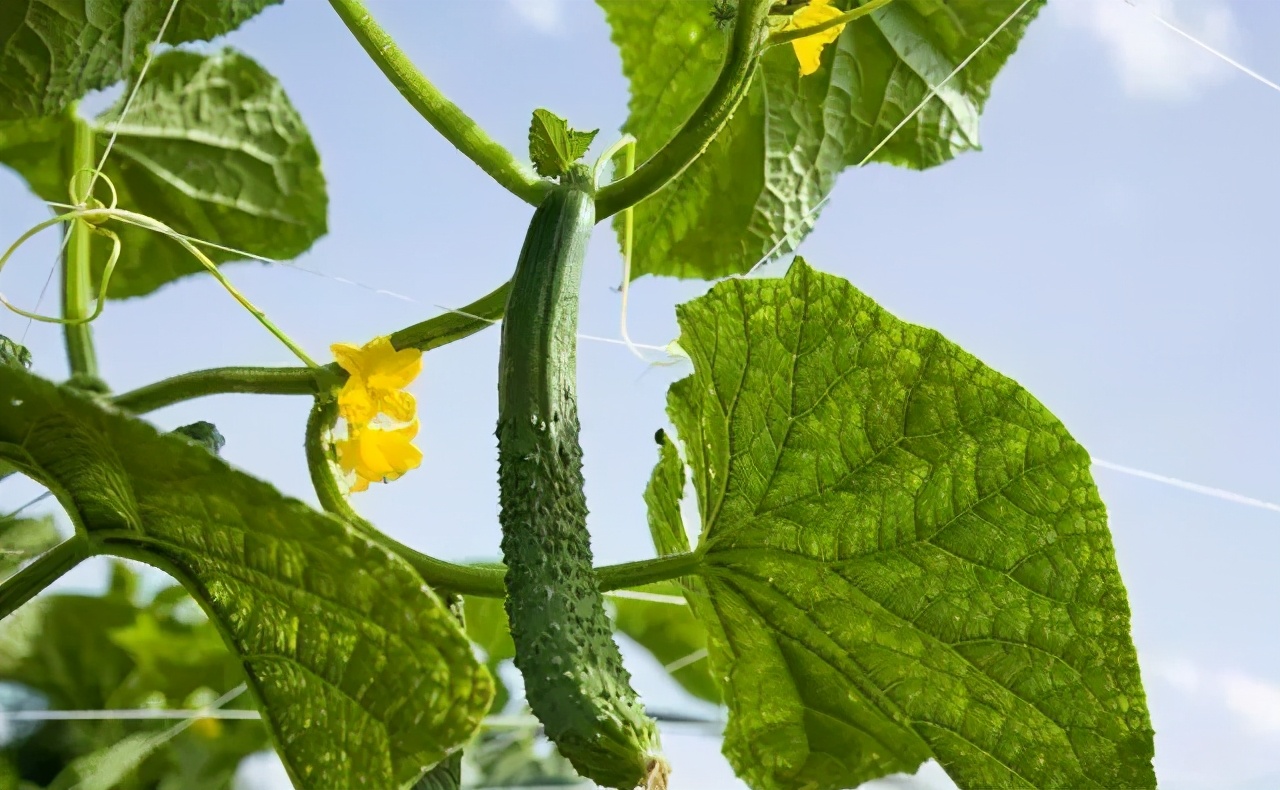 天气转凉疾病高发,天气转凉注意事项及解决方法