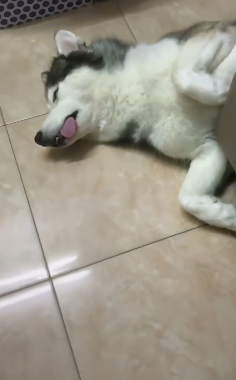 夏天哈士奇怎么降温,夏天如何给哈士奇避暑