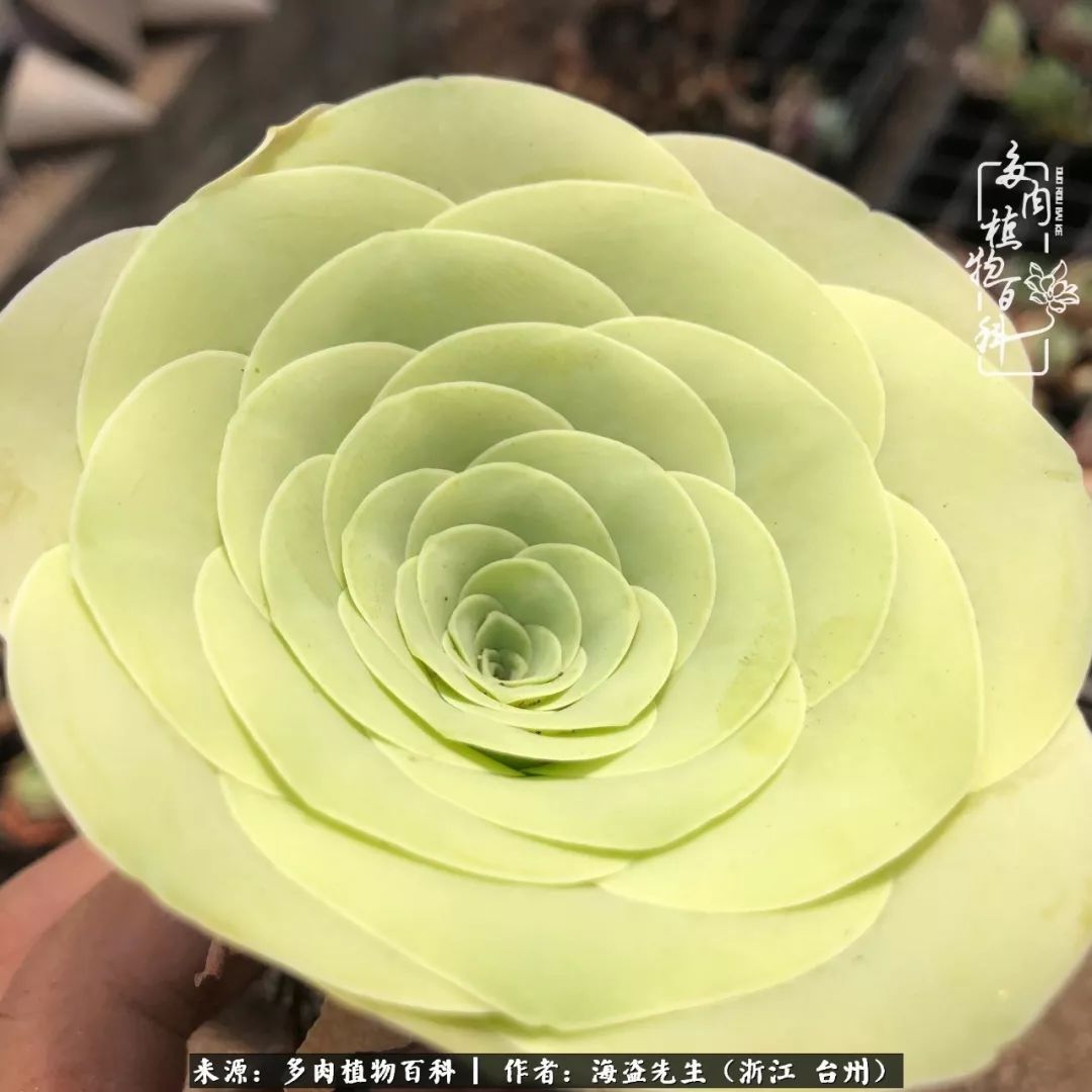 黄玫瑰这么美的风景惊艳到你了吗,优雅漂亮的黄玫瑰图片