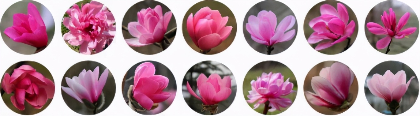 北京林业大学新一轮评估排名,中央一号文件林业部分