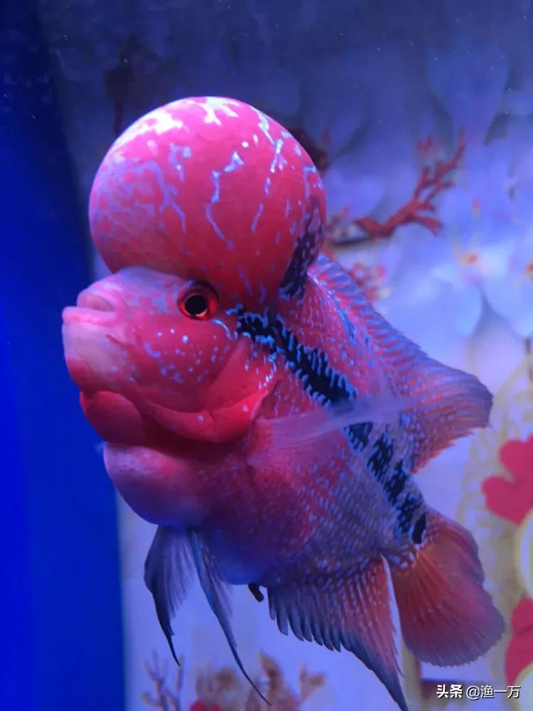 罗汉鱼挖坑,罗汉鱼各阶段技巧