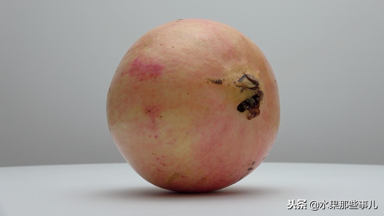 软籽石榴和突尼斯软籽石榴的区别,突尼斯石榴跟软籽石榴有啥子区别