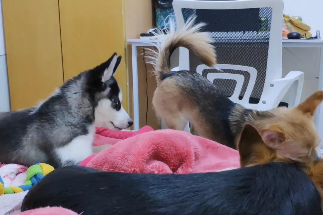 梦到喝马桶水，原来是狗半夜放屁