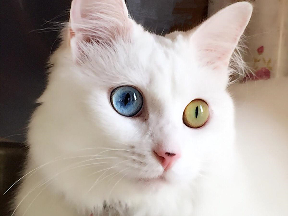 给猫拍照用闪光灯危害,给猫拍照会有什么后果