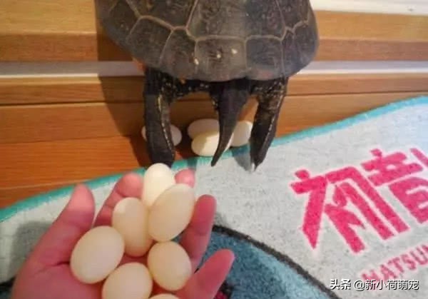 养的乌龟终于下蛋了,养的乌龟下蛋了是好兆头么