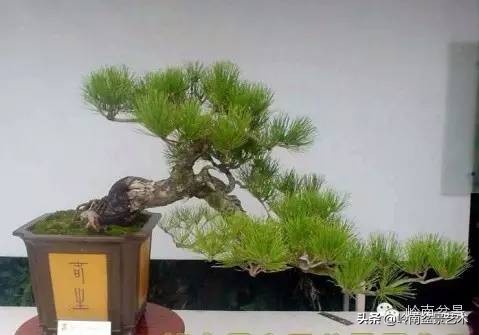 盆景造型图解黑松盆景,盆景黑松怎么养护