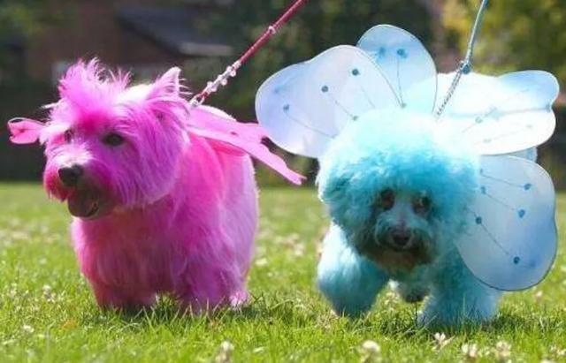 宠物美容中的常见问题及解决方法,宠物美容基础染色注意事项