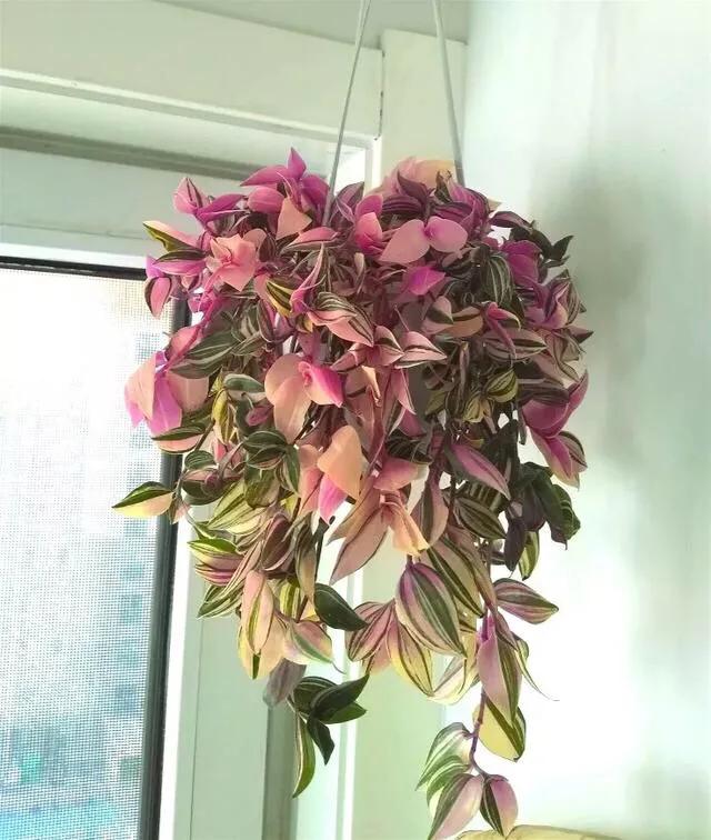 花卉吊兰100种,吊兰绿植盆栽第一名