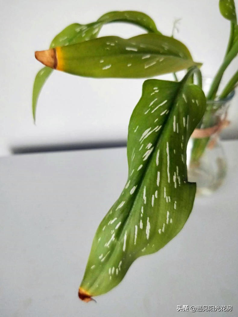 马蹄莲黄叶不开花是什么原因,马蹄莲叶子发黄解决办法水培