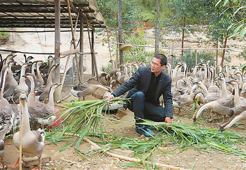 创业养鹅投资700万,年轻的回乡创业者养鹅