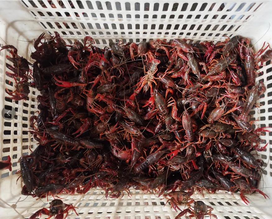 小龙虾市场竞争激烈如何生存,小龙虾产量排名前十