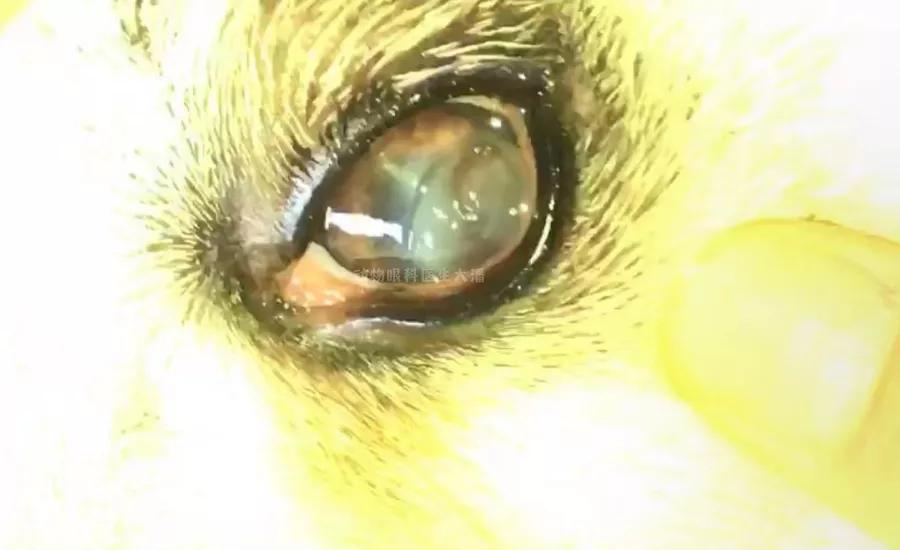 狗狗眼睛穿孔是什么样子,狗狗眼睛穿孔和溃疡是什么情况