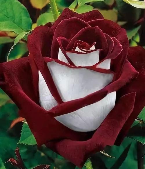 奇花异草大全罕见图文,极其罕见的奇花异草