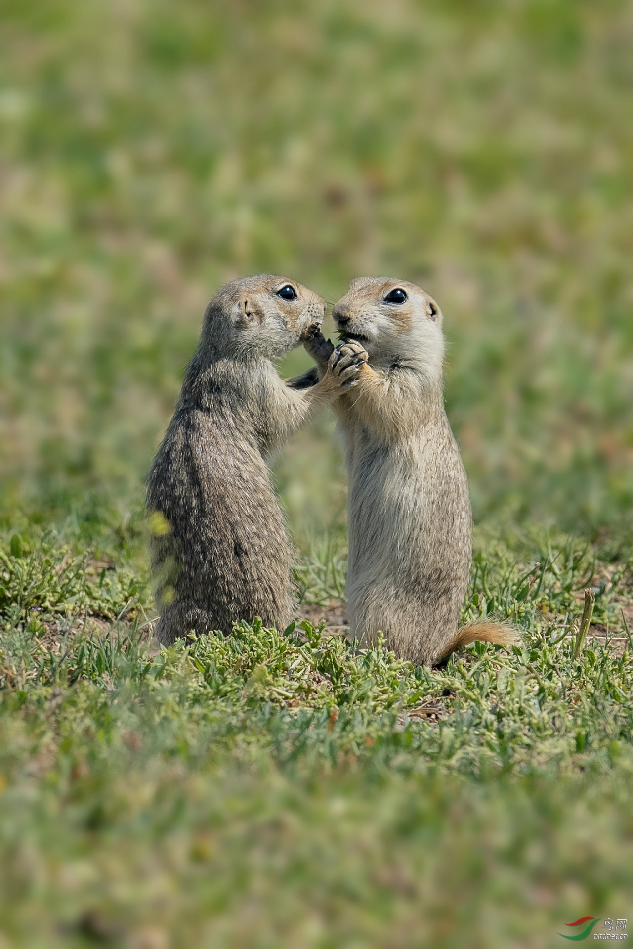 摸了萌萌的土拨鼠会感染鼠疫吗,土拨鼠鼠疫传染怎么防止