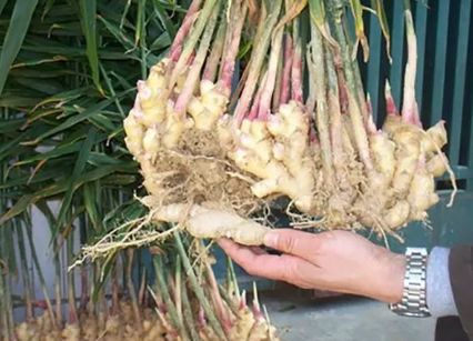 生姜的盆栽方法,生姜盆栽最佳时间