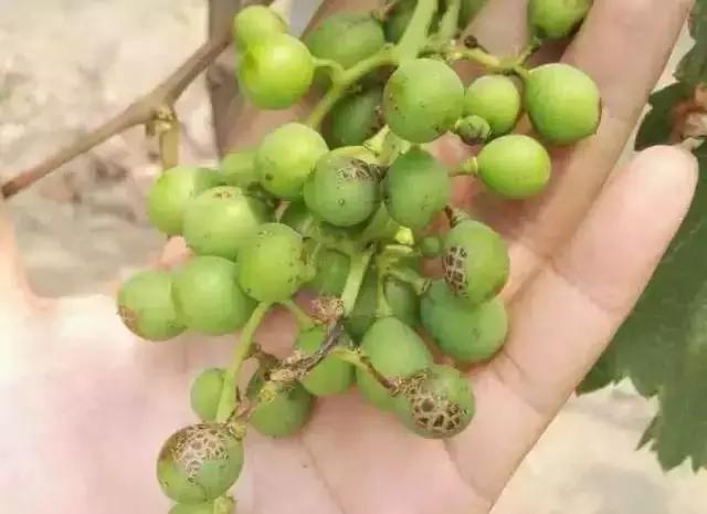 葡萄全年用药一览表2020,葡萄花后病害治疗方法