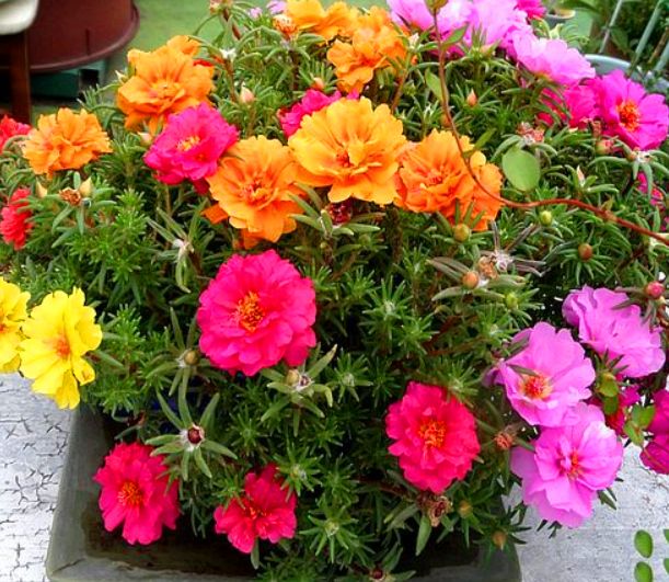 龙须花怎样养,龙须牡丹花