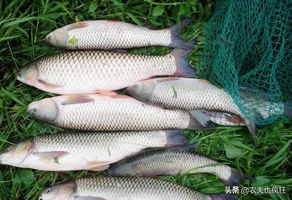 草鱼是掠食性强的鱼吗,四大家鱼是鲤鱼科吗