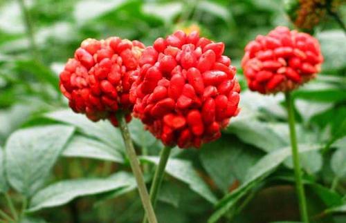 那么三七常见病虫害以及防治方法