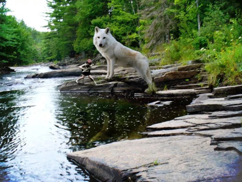 吉卜力动画风格特征,吉卜力电影片头龙猫原图