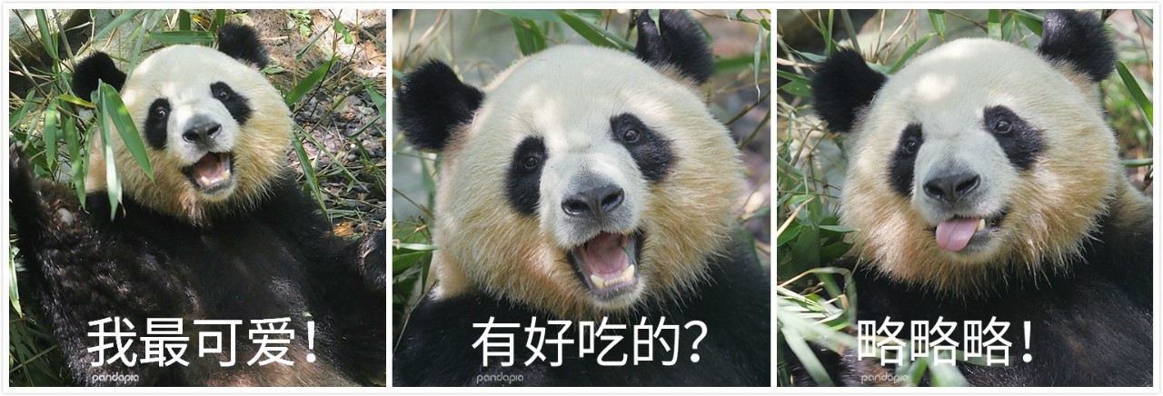 熊猫儿本人照片,熊猫儿图片
