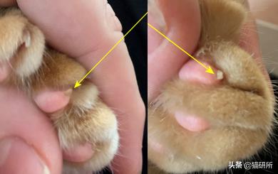 猫咪也会长“鸡眼”？肉垫上的角质增生需要切除吗？