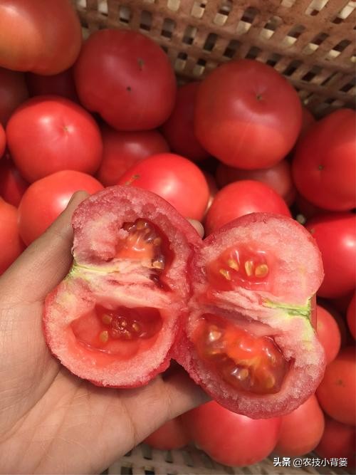 番茄膨果期出现裂纹、开裂等裂果现象，原因不一定都是因为缺钙！