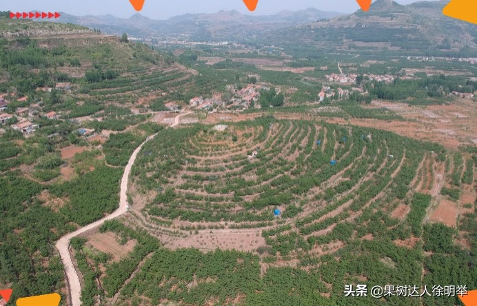 主干形桃树夏季桃树怎么修剪,桃树y形修剪管理技术