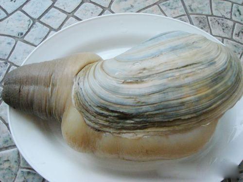 象拔蚌蚌肚能做刺身吗,象拔蚌刺身蚌胆泡饭