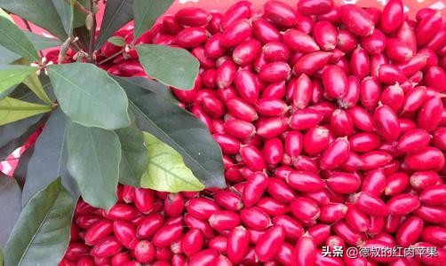 南方一种形状像枸杞的果子,1年结3次果,6元1颗,你会种吗?