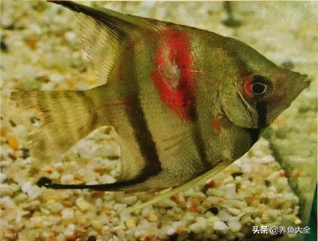 疾病小课堂第二弹——观赏鱼疾病