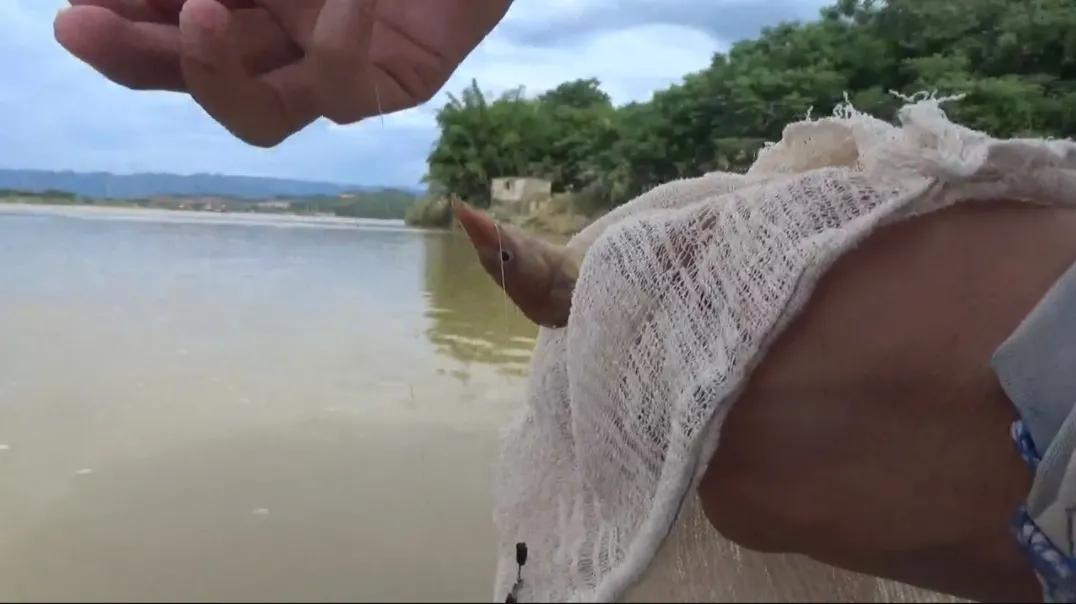 钓海鱼哪些鱼会伤人,钓鱼主动刺鱼与被动刺鱼