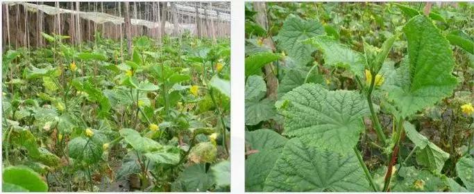 学会这一招，靶斑病不用愁，黄瓜“小黄点”轻松就搞定