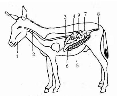 育肥驴技术,育肥肉驴的养殖方法