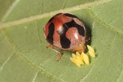 吃肉的瓢虫是农夫的好帮手，别再将它们一网杀尽啦！
