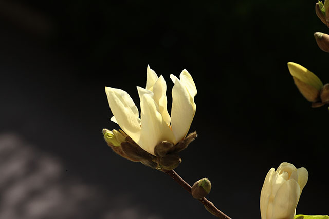 安国医院：寻常好景时时有，人间最美三月天。