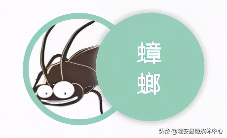 注意！隆安县城各区域除“四害”开始啦