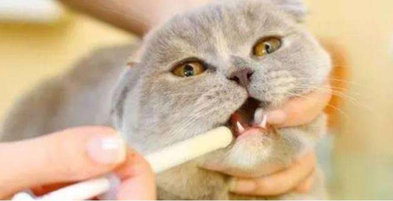 猫狗驱虫最佳方法,猫狗驱虫正确姿势
