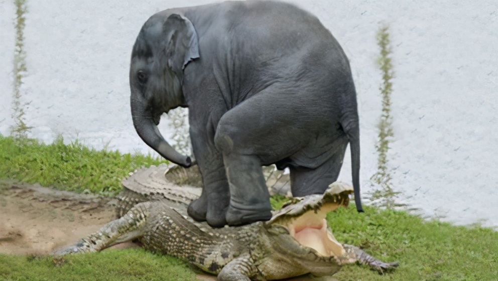 为何公象会强上犀牛？大象的交配与繁殖，奇怪的知识又增加了