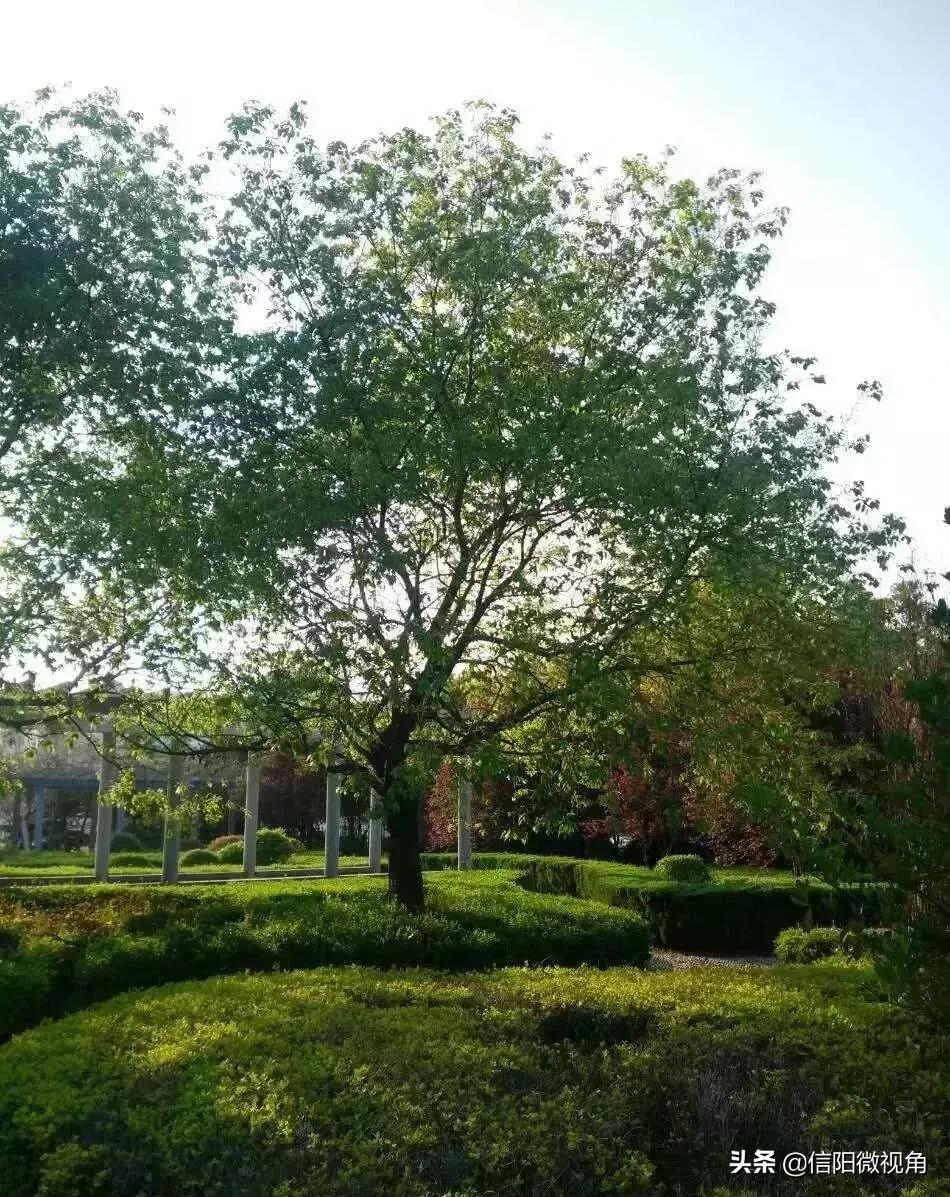 固始县慈济高中操场多大图,固始县慈济高中附近有啥好玩的