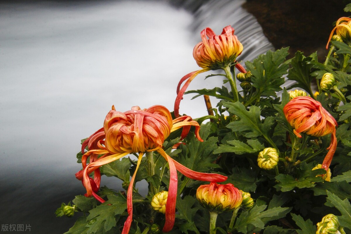 重阳节赏菊正当时，推荐国内这9个地方的赏菊好去处，沉浸式赏花
