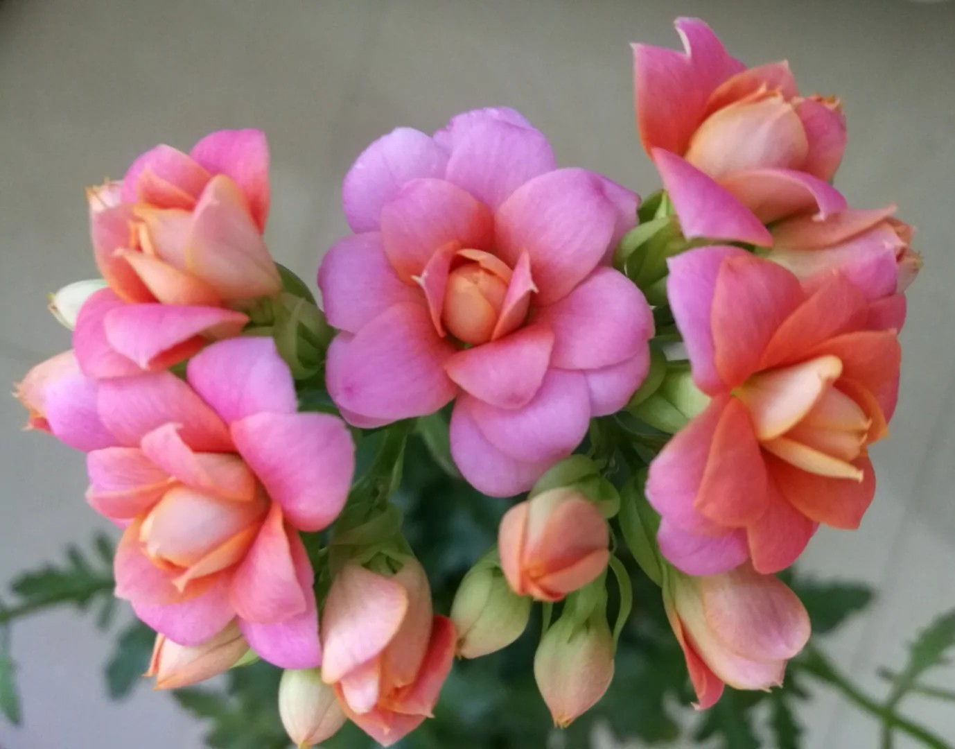 单瓣长寿花品种大全图,长寿花单瓣最好看的品种